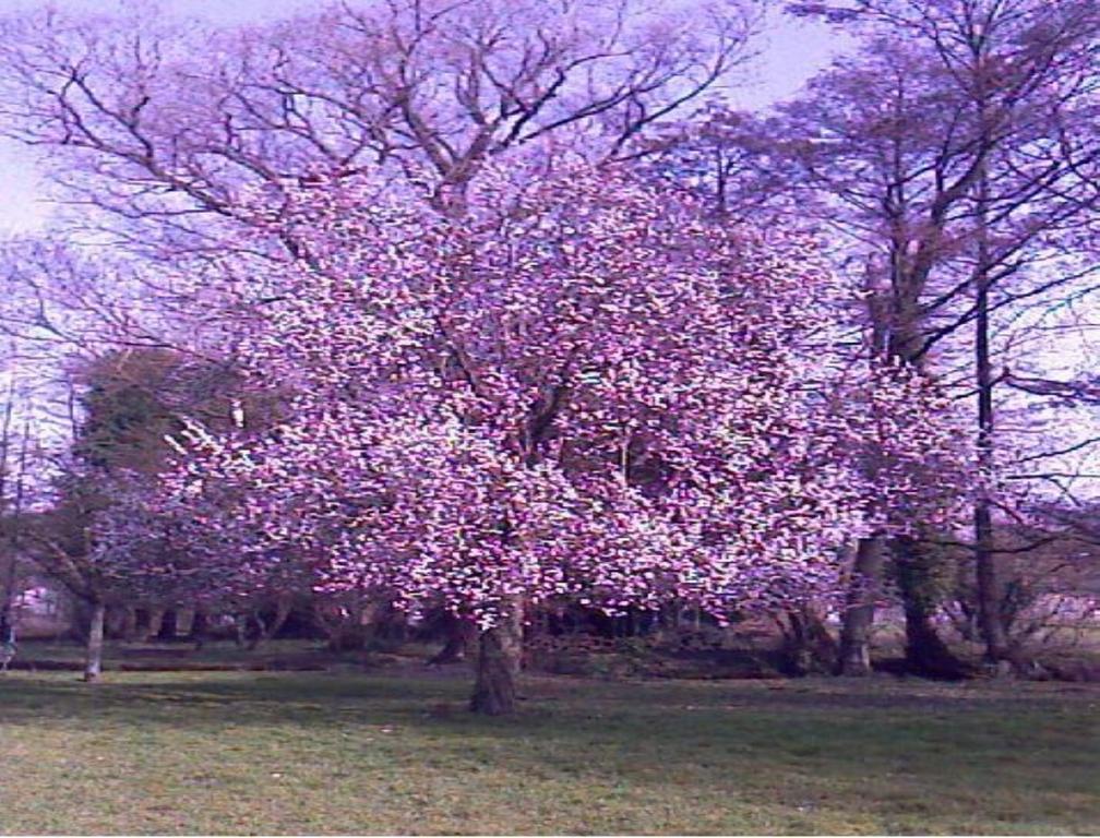 Le Moulin Fleuri Du Petit Appeville Εξωτερικό φωτογραφία